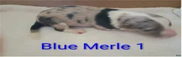 Border Collie dogs for sale: Border Collie 3 - Ad 3