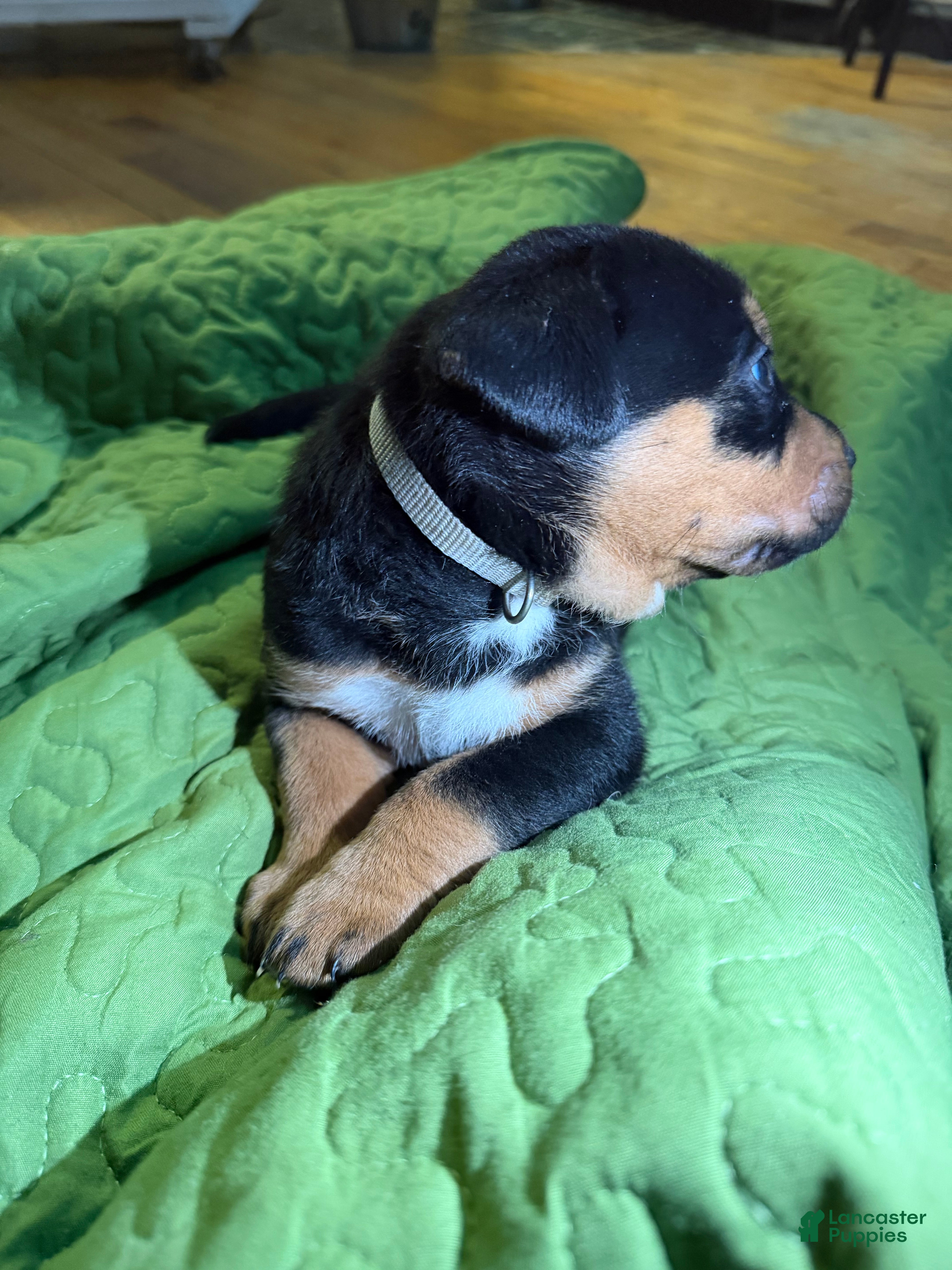 Mixed Breed dogs Zeus - Ad 31