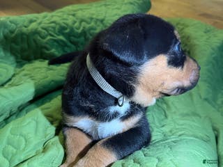 Mixed Breed dogs Zeus - Ad 20