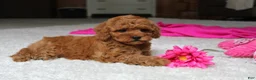 Cavapoochon dogs for sale: Maggie  - Ad 6