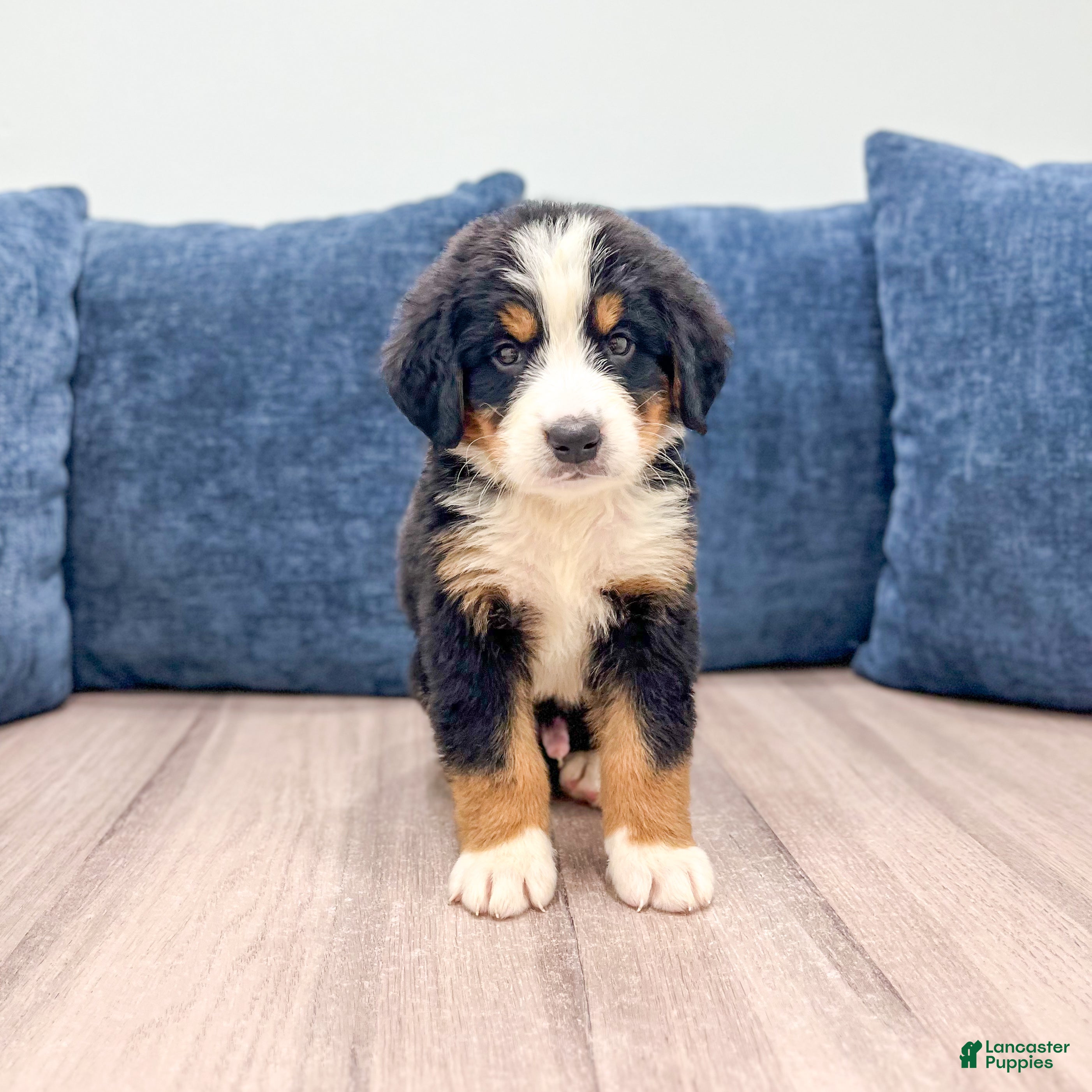 Bernese Mountain Dog dogs Judge - Ad 1
