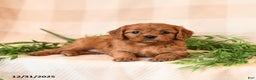 Cavapoo dogs for sale: Carlie - Ad 4