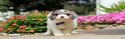 Cavapoo dogs for sale: Jaxson - Ad 4