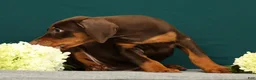 Doberman Pinscher dogs for sale: Paisley - Ad 4