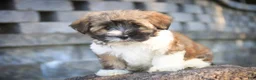 Havanese dogs for sale: Rookie Havanese  - Ad 4