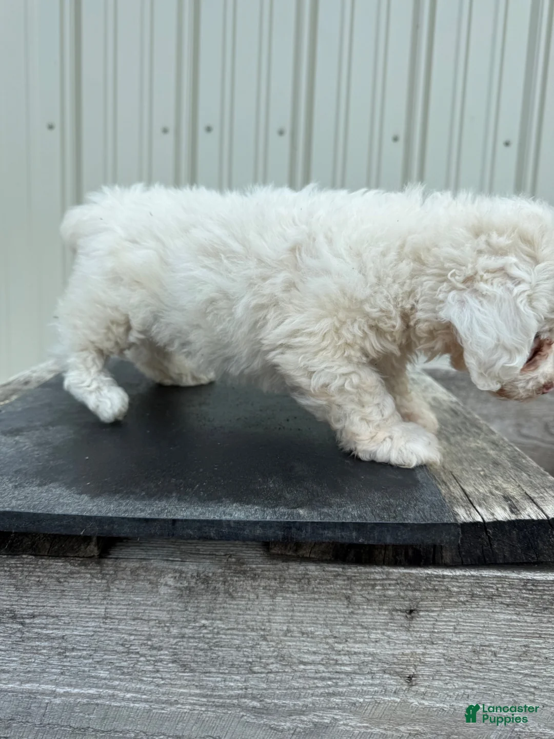 Miniature Poodle dogs for sale: Miniature Poodle 1, special needs - Ad 2