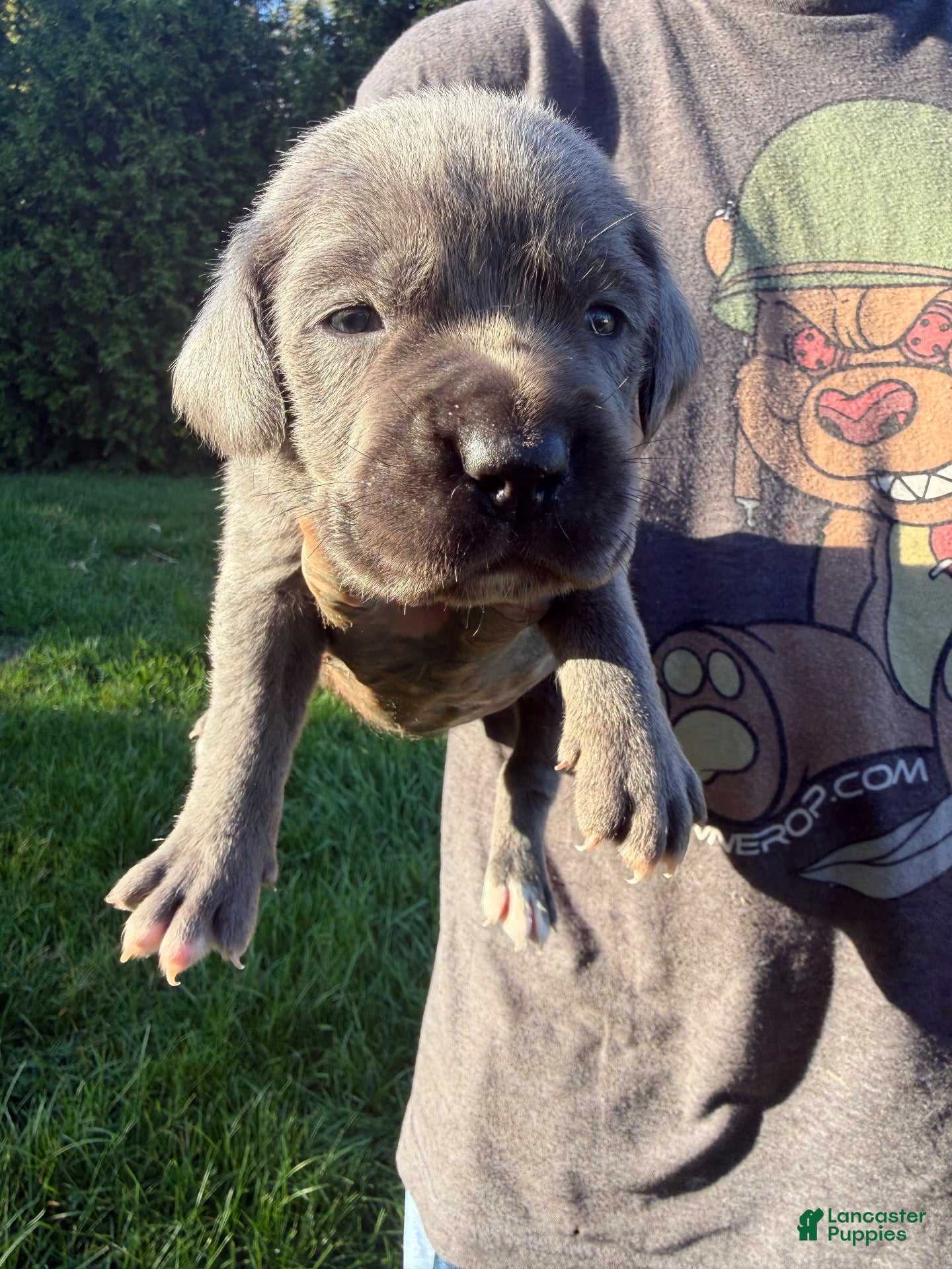 Cane Corso dogs for sale: Lucky - Ad 17