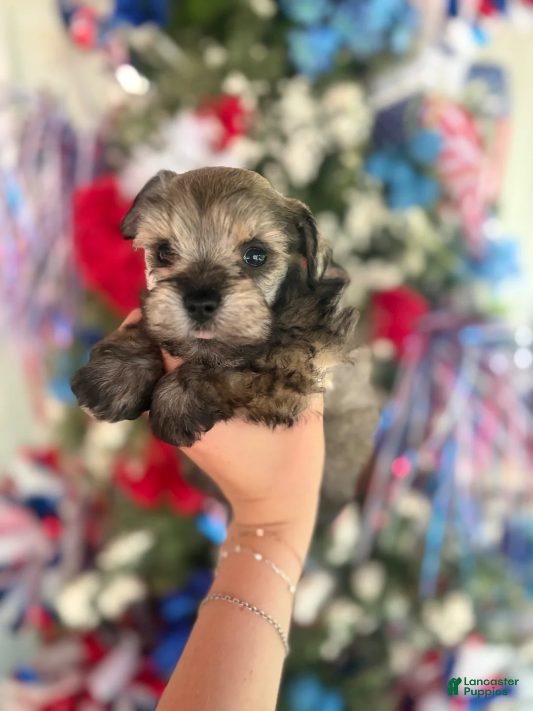 Miniature Schnauzer dogs for sale: Miniature Schnauzer Puppy 1 - Ad 1