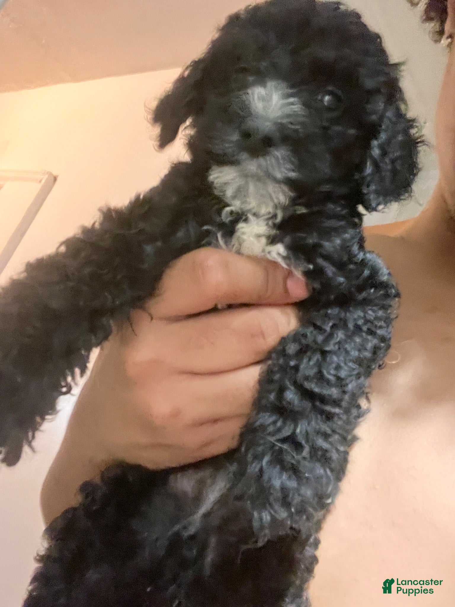 Double Doodle dogs Double Doodle 1 - Ad 7