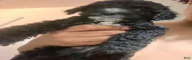 Double Doodle 1
