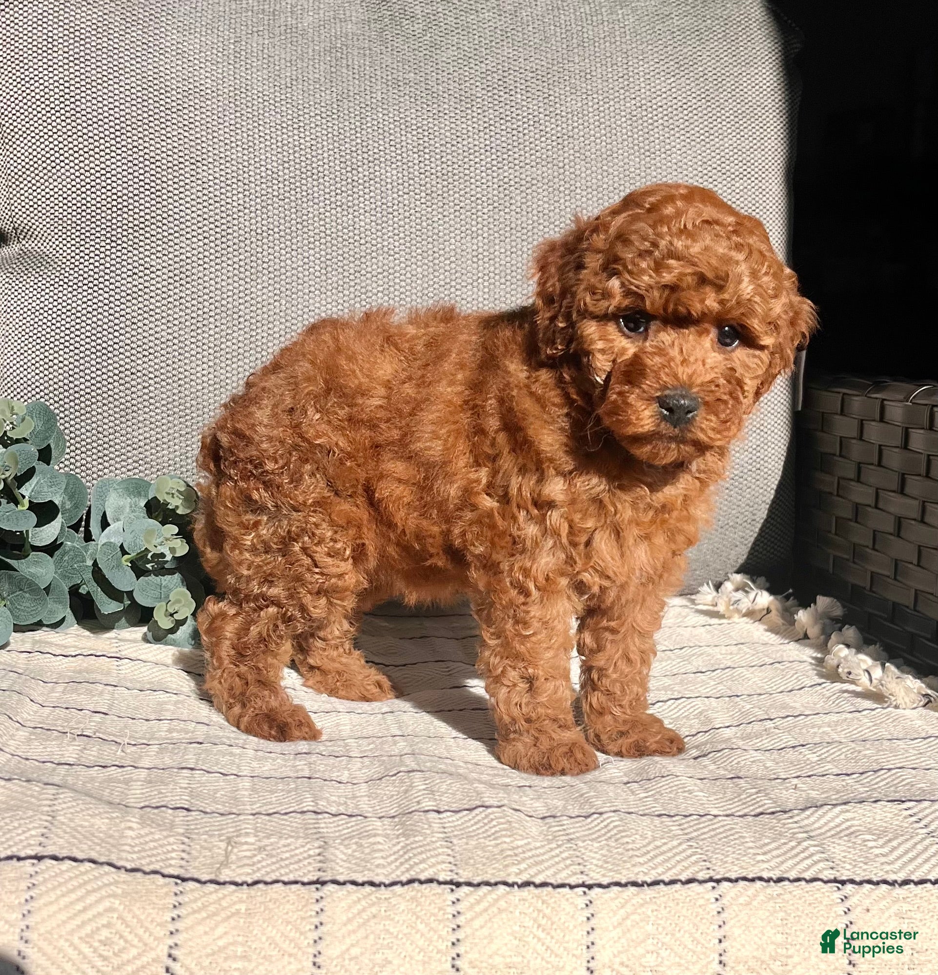 Miniature Poodle dogs Sweet Anna ❤️🐾Akc Genetic Tested Parents❤️🐾Call 717-529-1907 - Ad 31