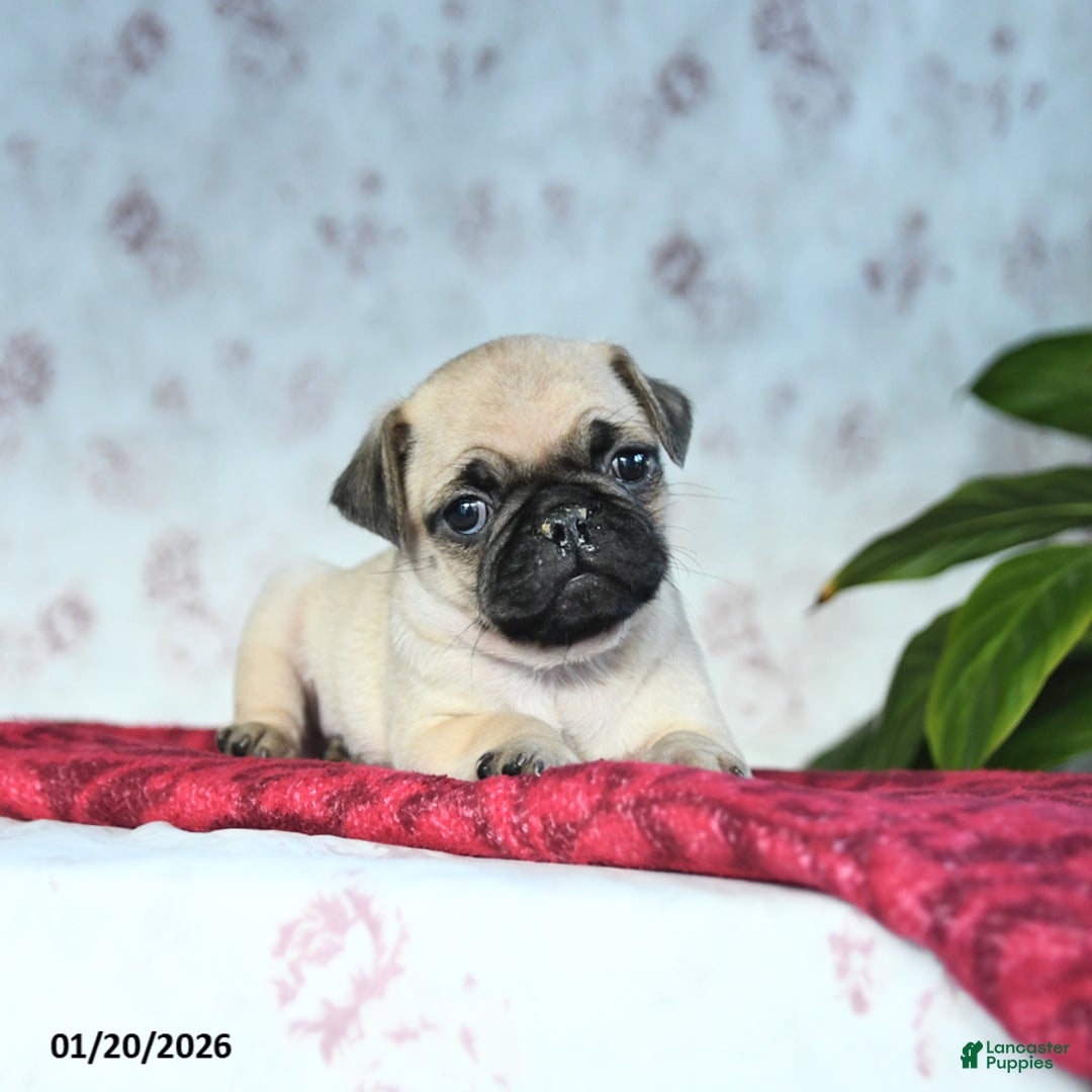 Pug dogs for sale: Teddy - Ad 4
