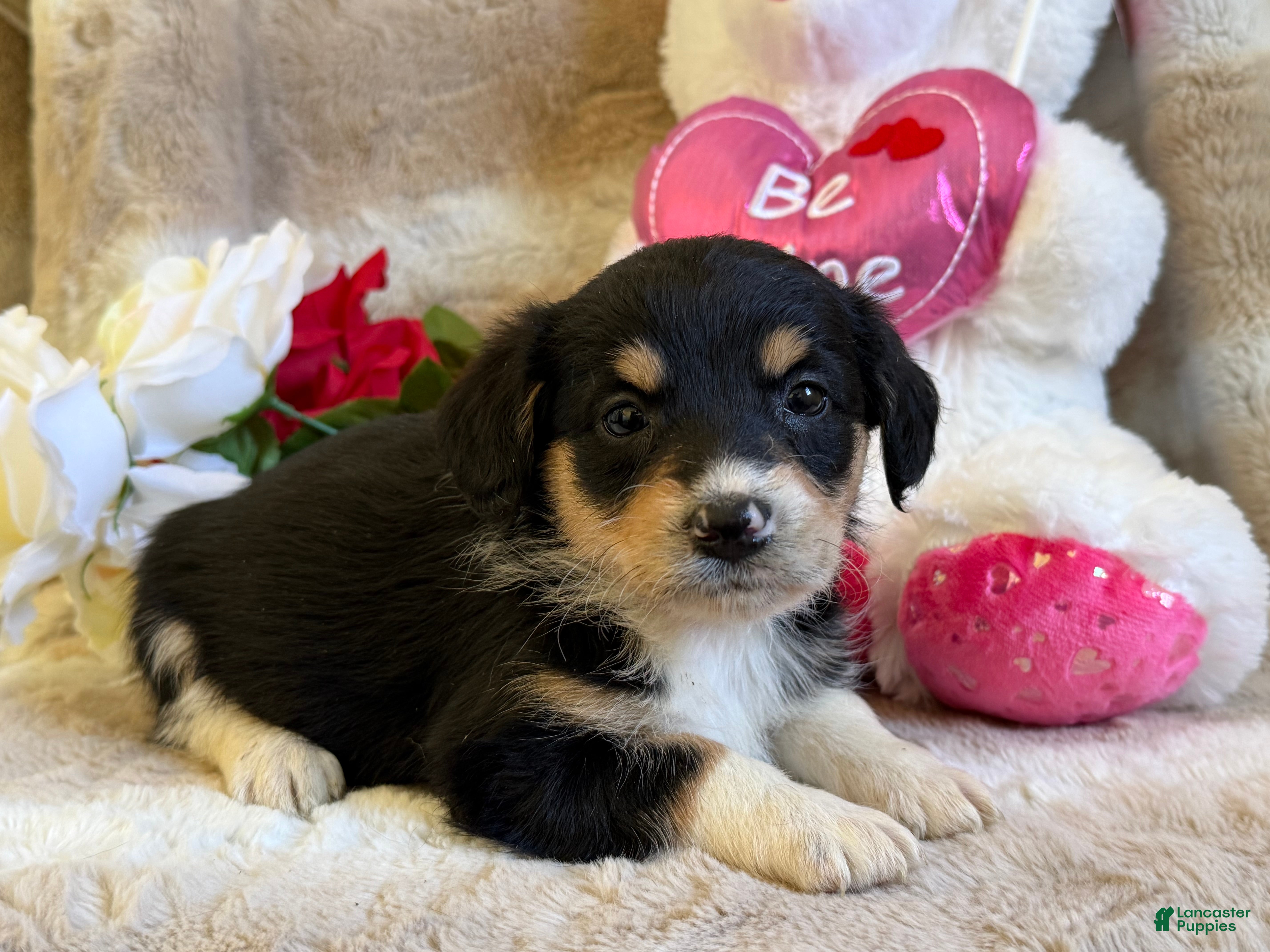 Mixed Breed dogs Candy - Ad 42