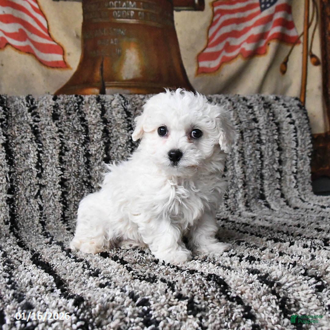 Bichon Frise dogs for sale: Freddie - Ad 3