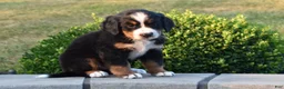 Bernese Mountain Dog dogs for sale: Hailey  - Ad 4