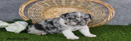 English Bulldog dogs for sale: Hailey - Ad 4