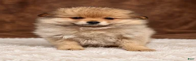Pomeranian 4