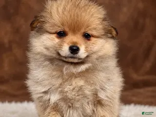 Pomeranian dogs Girl Bingo - Ad 1