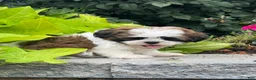 Shih Tzu dogs for sale: Sheldon - Ad 5