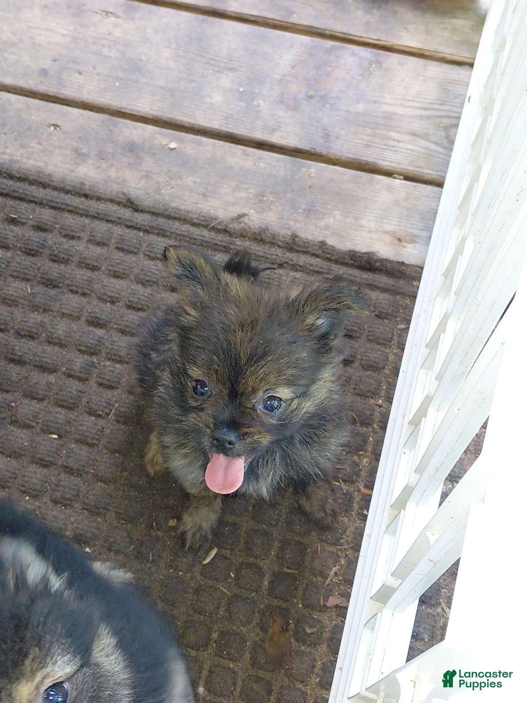 Mixed Breed dogs for sale: Molly Pitcher - Ad 1