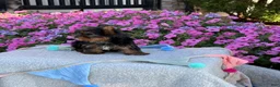 Yorkshire Terrier dogs for sale: Ira - Ad 15