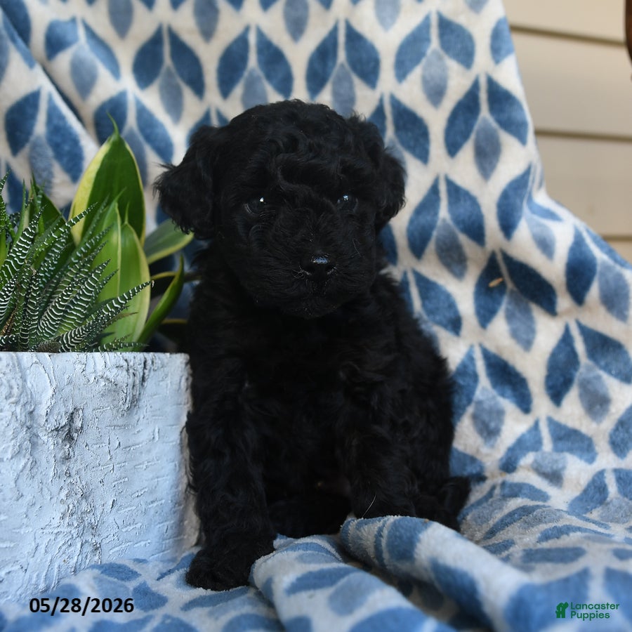 Labradoodle dogs Kofi - Ad 2
