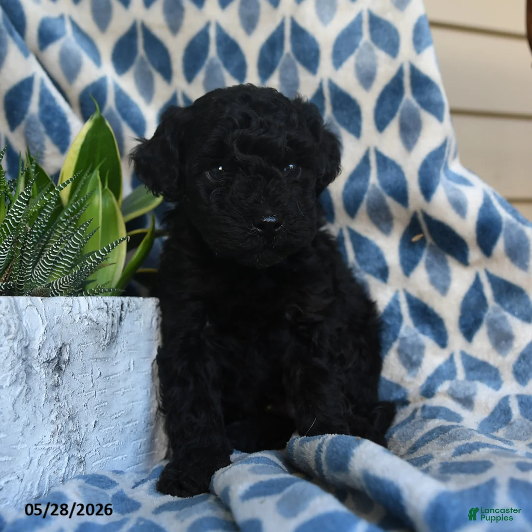 Labradoodle dogs for sale: Kofi - Ad 2