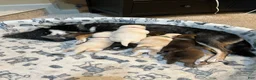 Shiba Inu dogs for sale: Haru - Ad 6