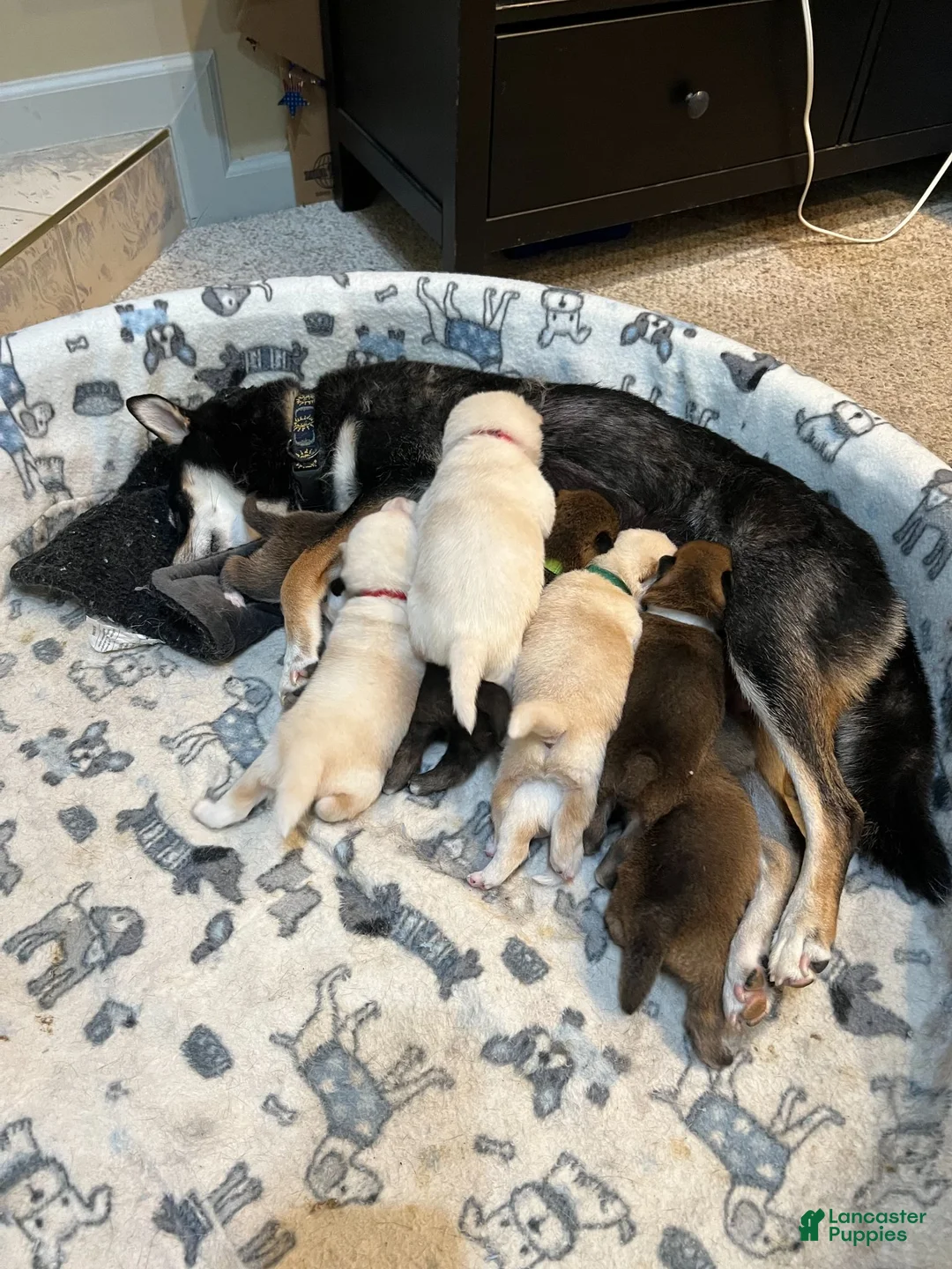Shiba Inu dogs for sale: Haru - Ad 6