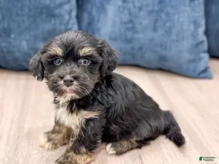 Havanese dogs Hudson - Ad 5