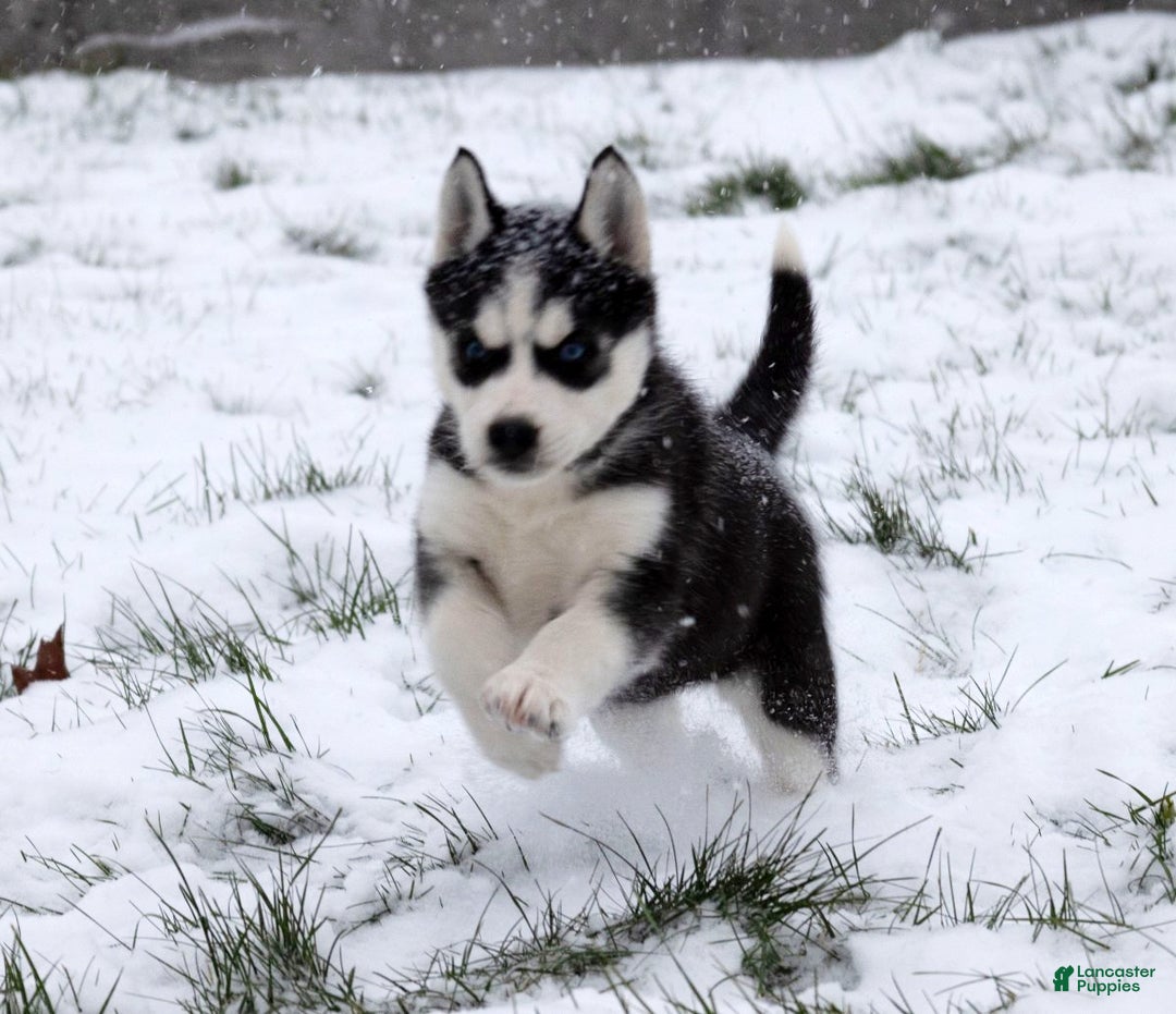 Siberian Husky dogs for sale: Chrissy - Ad 4