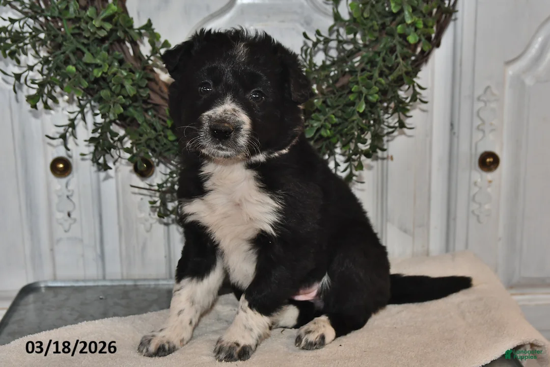 Mixed Breed dogs for sale: Cassie   - Ad 1