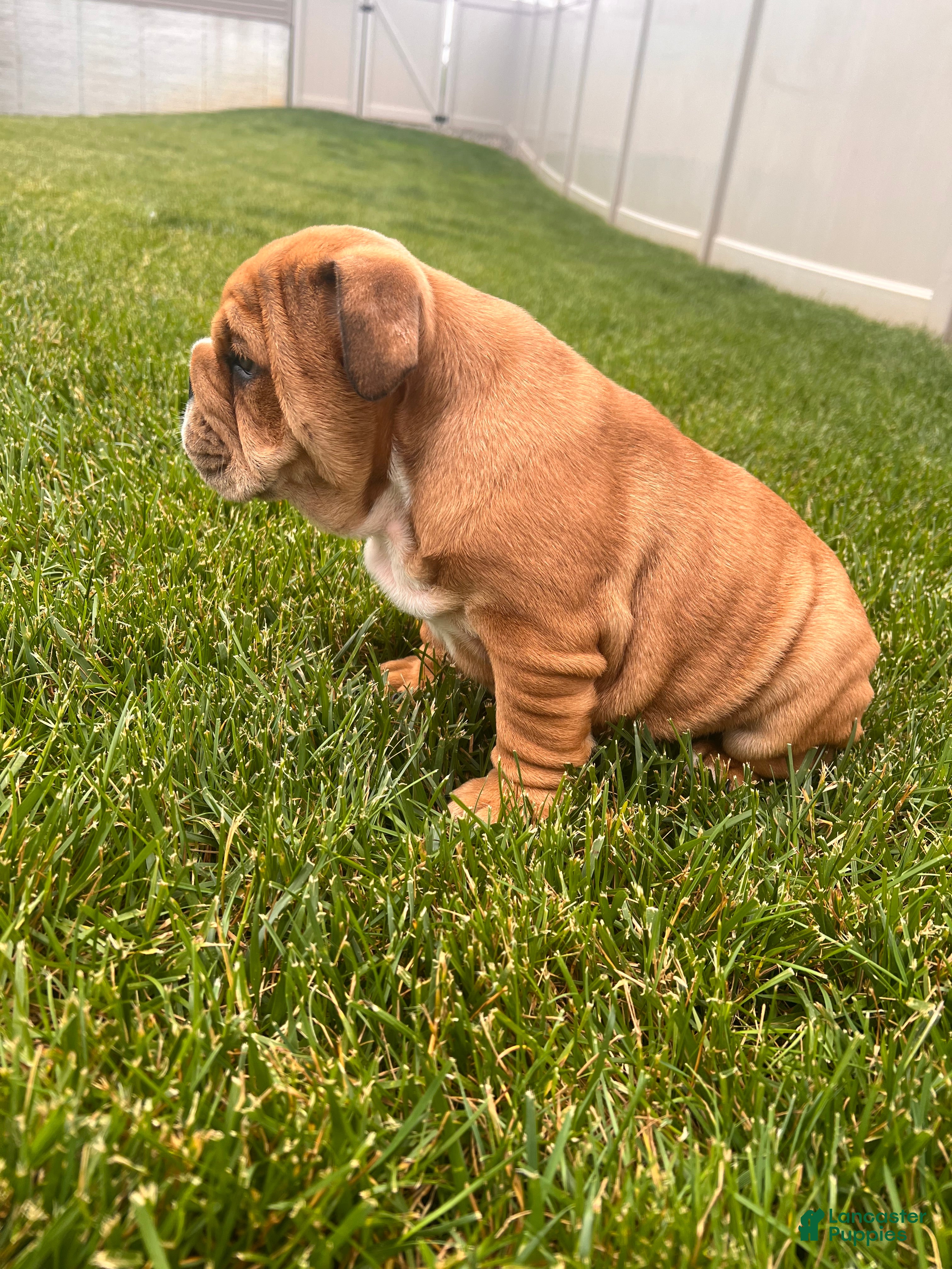 English Bulldog dogs Brownie  - Ad 2