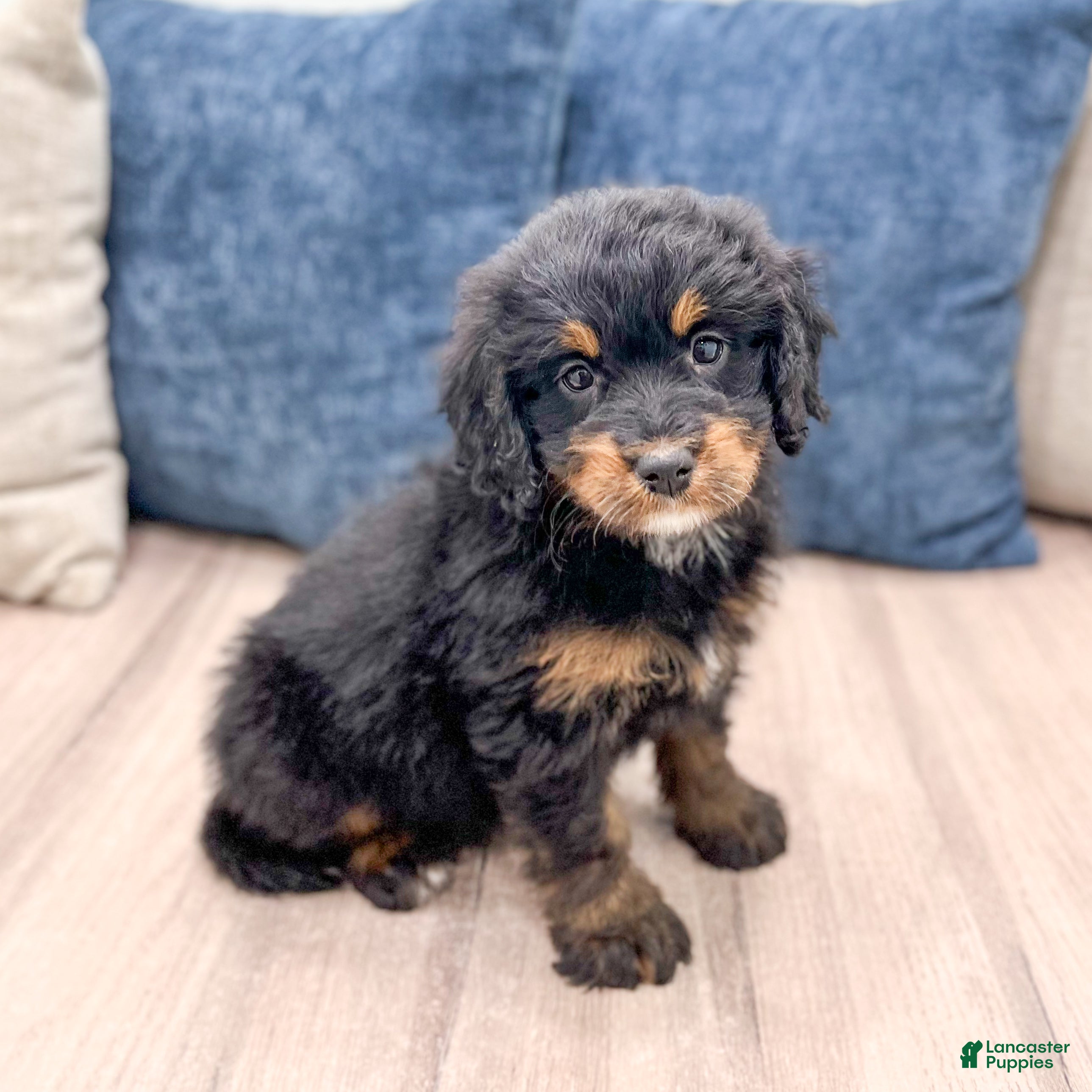 Mini Bernedoodle dogs Bonnie - Ad 2