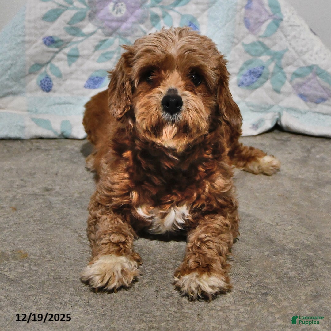 Cavapoo dogs for sale: Cookie - Ad 6
