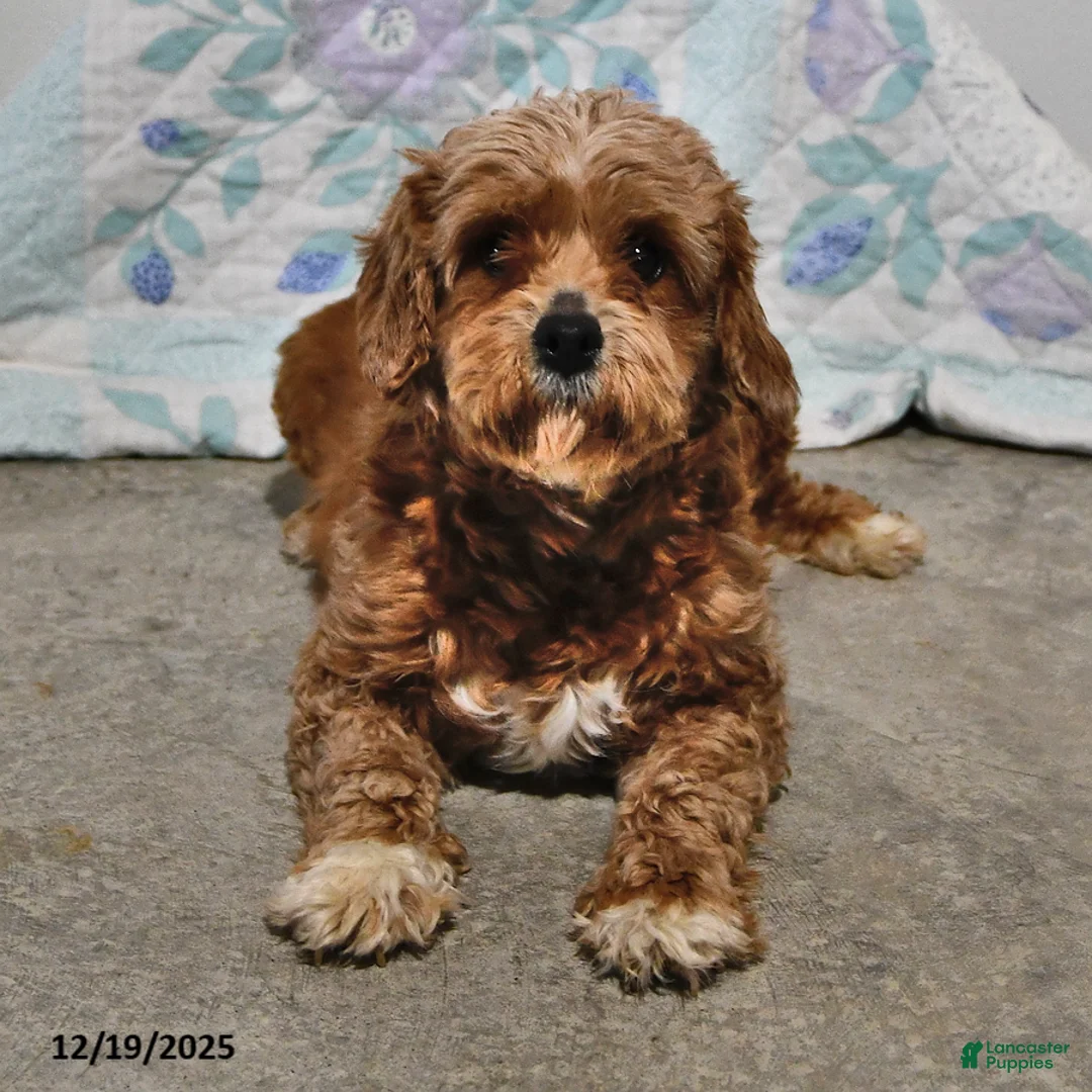 Cavapoo dogs for sale: Cooper - Ad 11