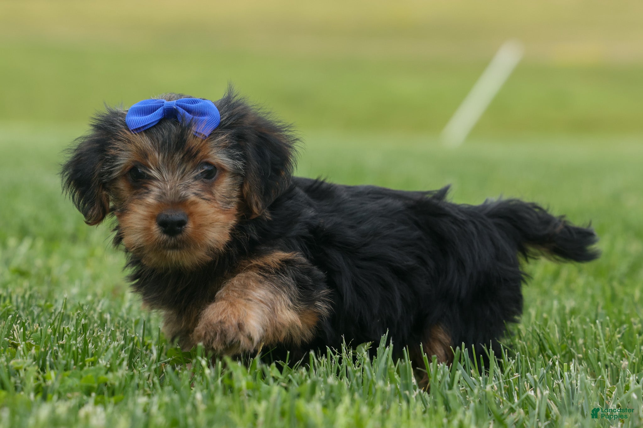 Yorkshire Terrier dogs  Bruno 🐶 - Ad 1