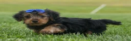 Yorkshire Terrier dogs for sale:  Bruno 🐶 - Ad 10