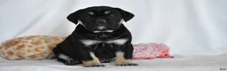 Beabull dogs for sale: Ember - Ad 9