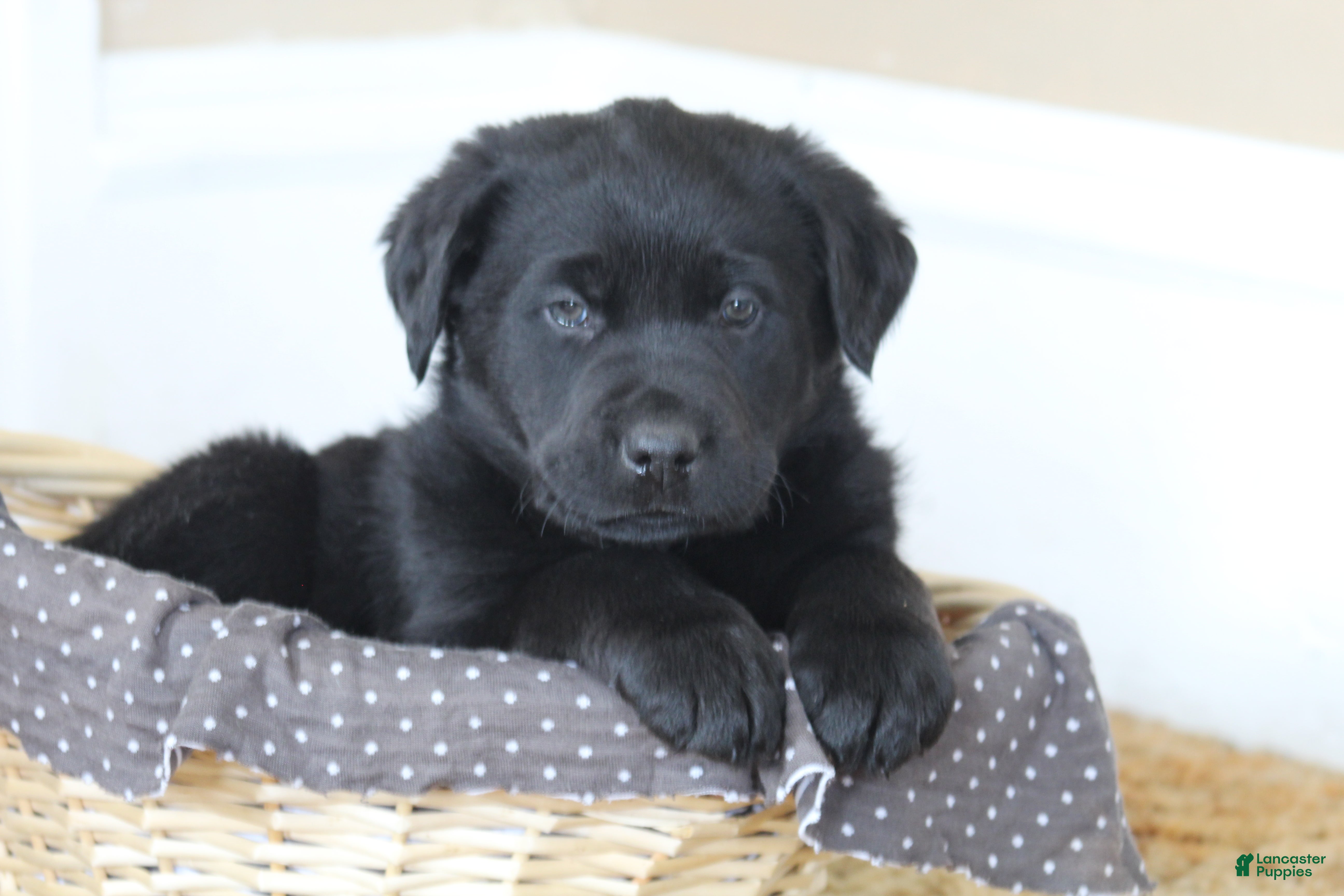 Mixed Breed dogs Chip  - Ad 10