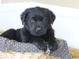 Mixed Breed dogs Chip - Ad 28