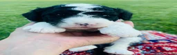 Sheepadoodle dogs for sale: Oreo - Ad 2