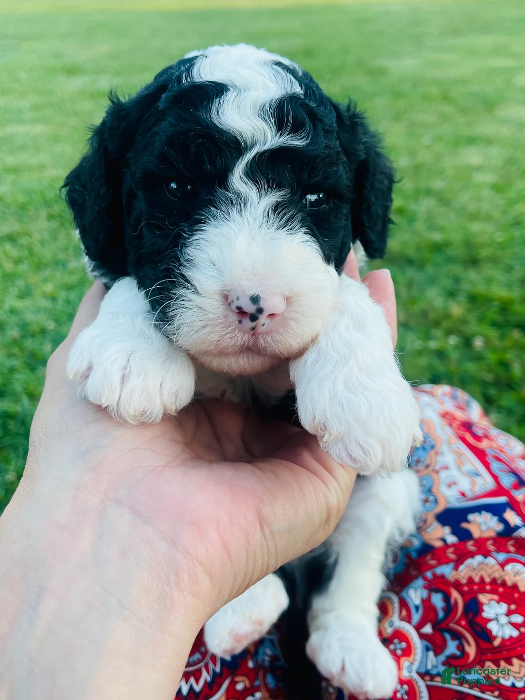 Sheepadoodle dogs for sale: Oreo - Ad 2