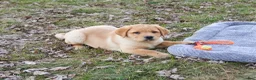 Labrador Retriever dogs for sale: Eggo - Ad 9