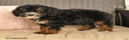 Miniature Poodle dogs for sale: Nancy - Ad 2