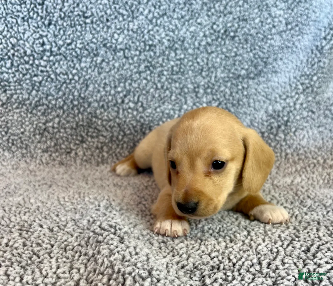 Miniature Dachshund dogs for sale: Fynn - Ad 1