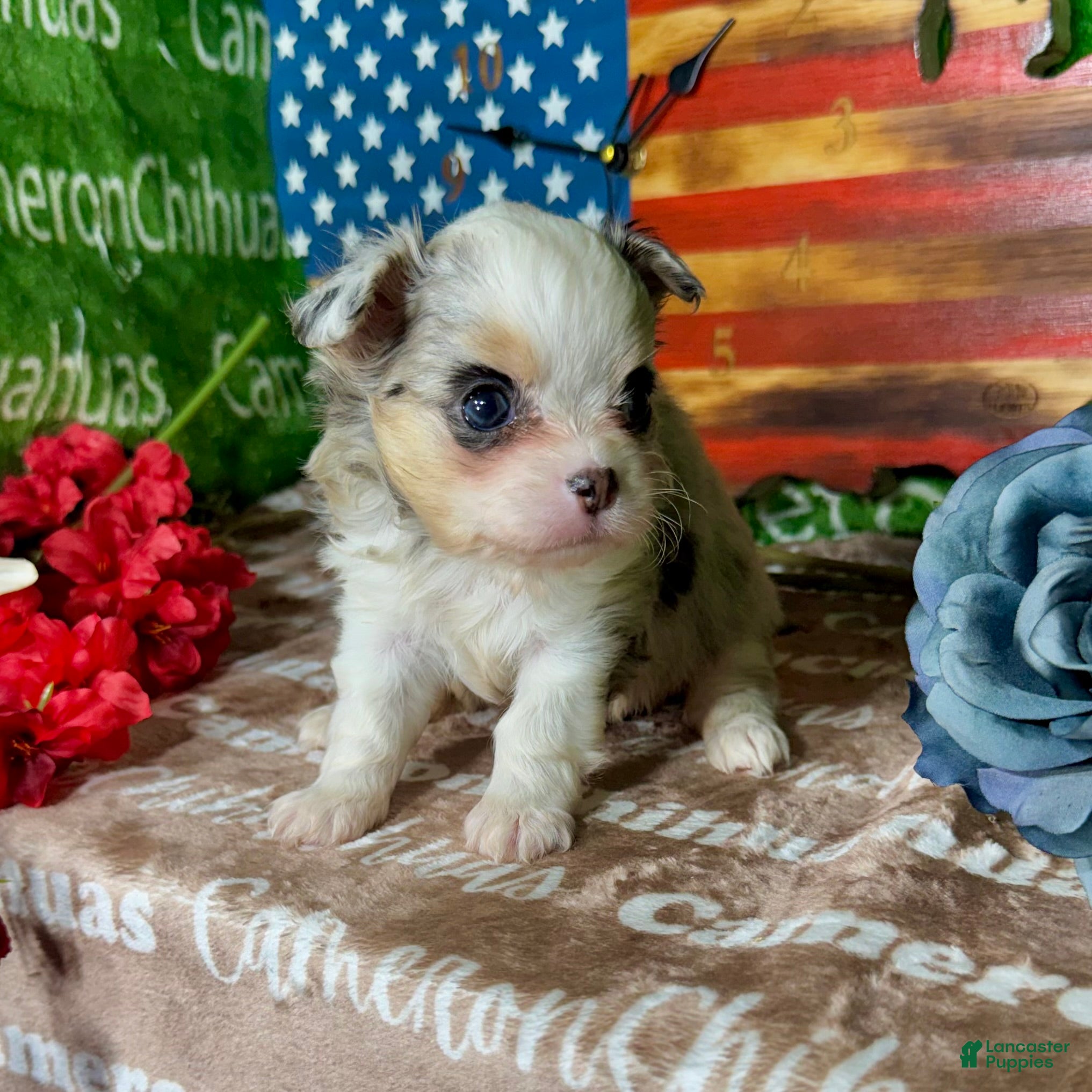 Chihuahua dogs Drysdale Long Coat - Ad 2