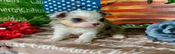 Chihuahua dogs for sale: Drysdale Long Coat - Ad 2