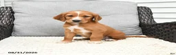 Mixed Breed dogs for sale: Nick  - Ad 2