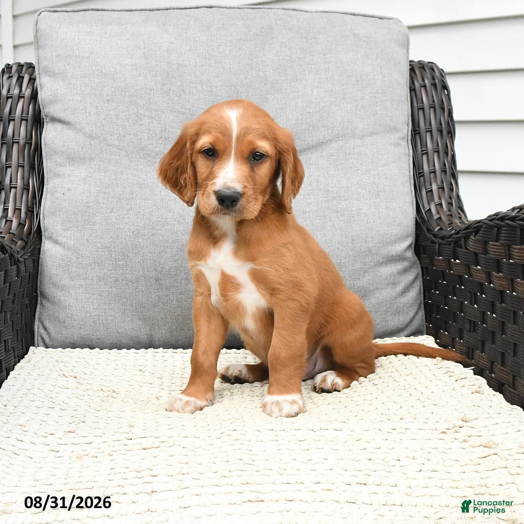 Mixed Breed dogs for sale: Nick  - Ad 2